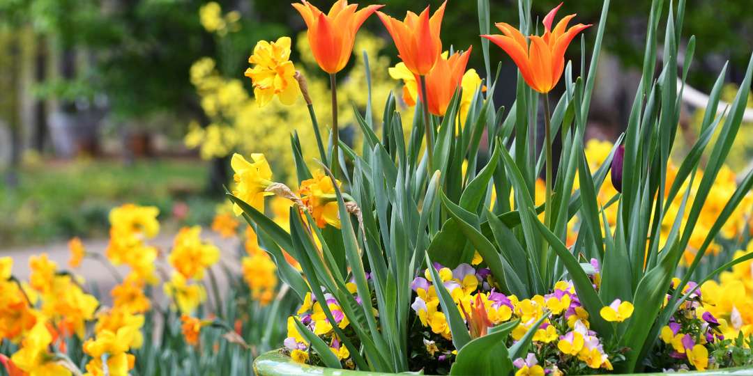 The Ultimate Guide to Planting a Bulb Lasagne