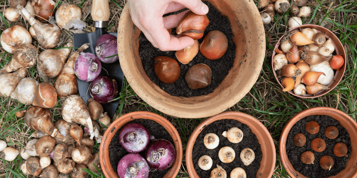 Bulbs