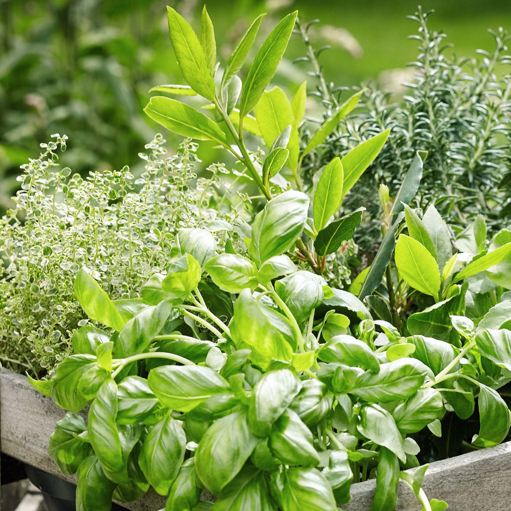 Herb Plants