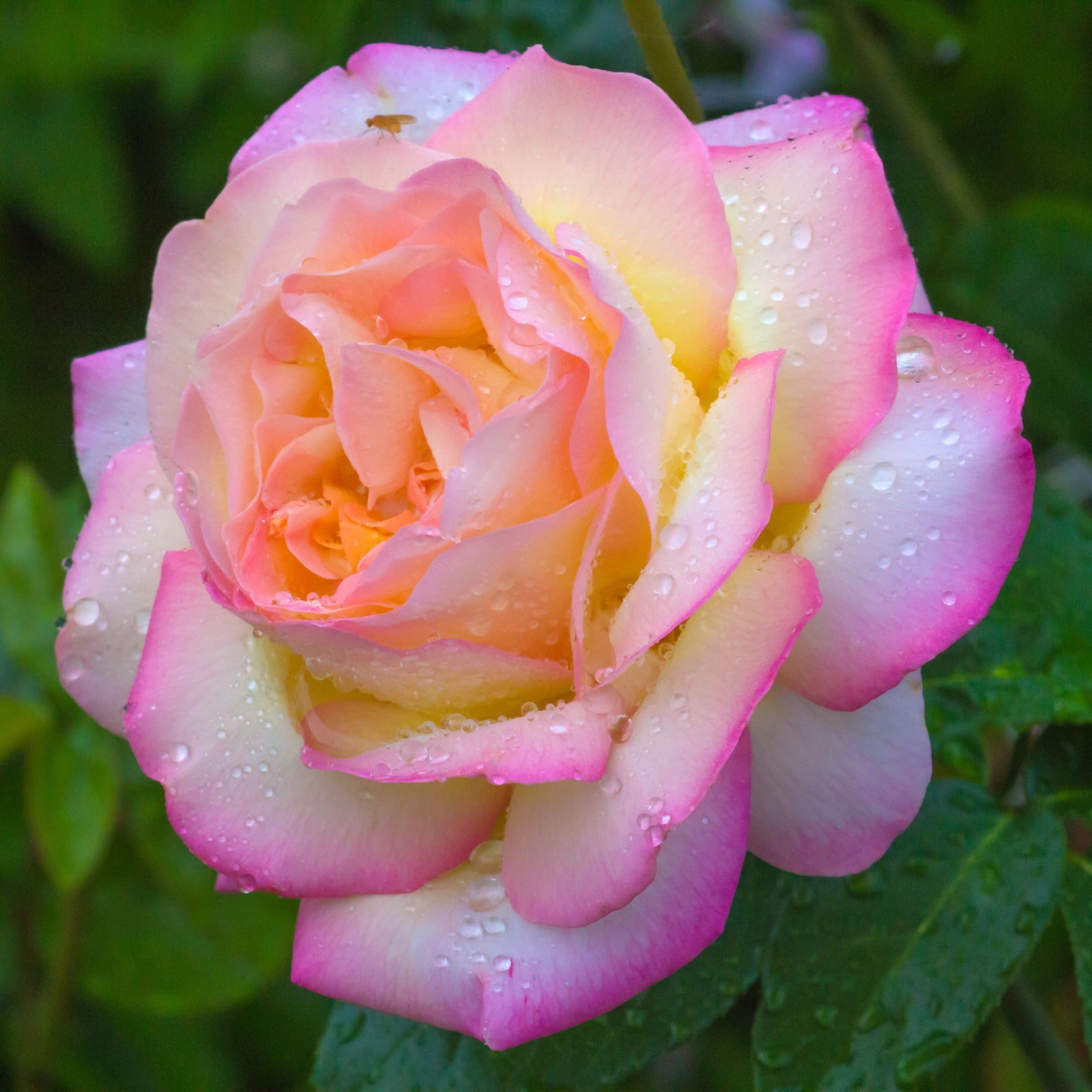 Rose Plants