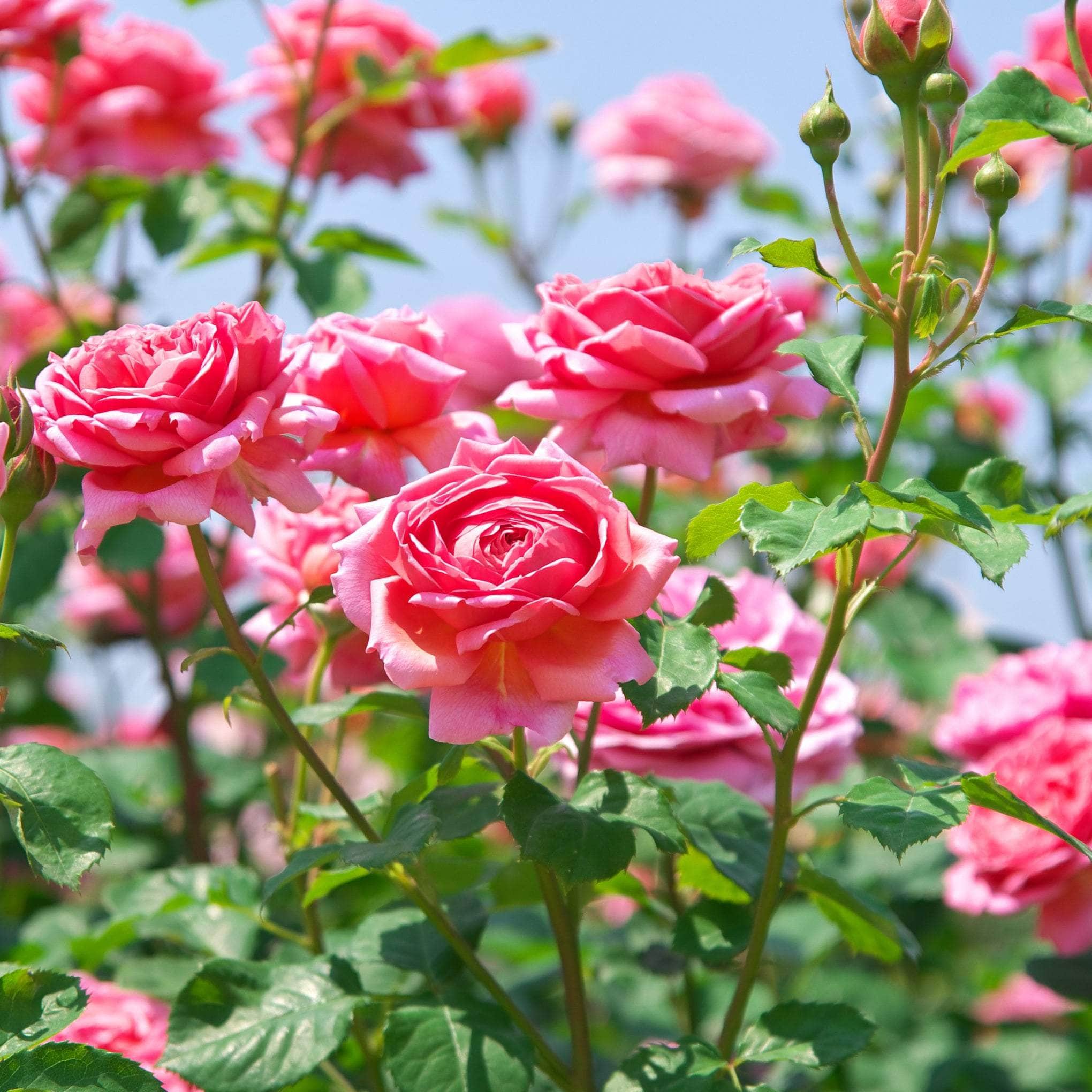 Special Occasions Roses