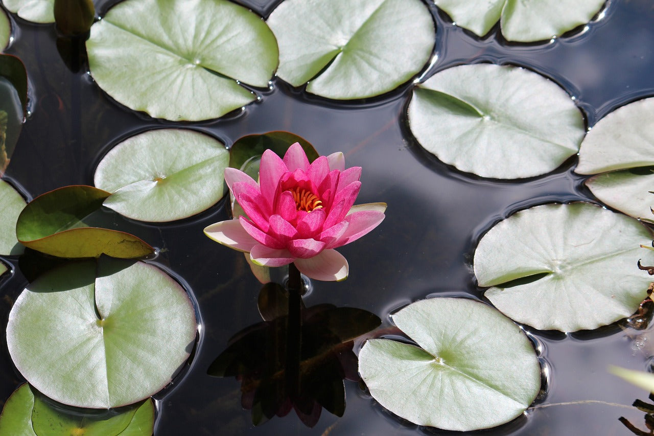 Aquatic Plants