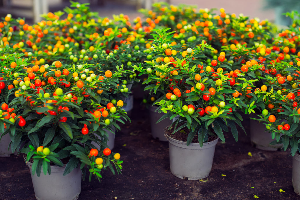 Christmas Cherry 'Solanum'