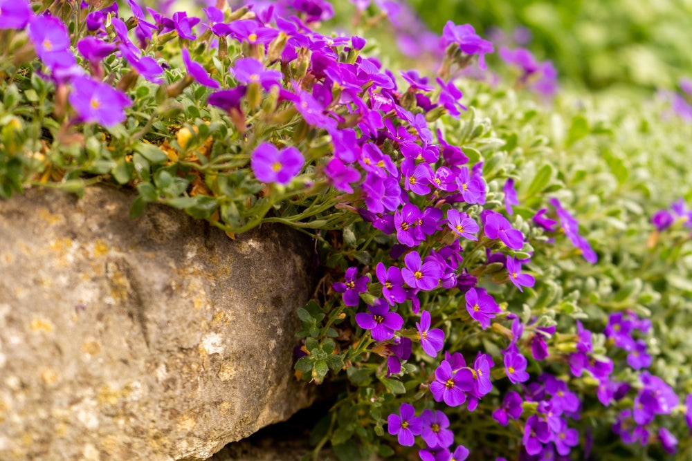 aubretia purple lilac flowers trailing over a stone wall