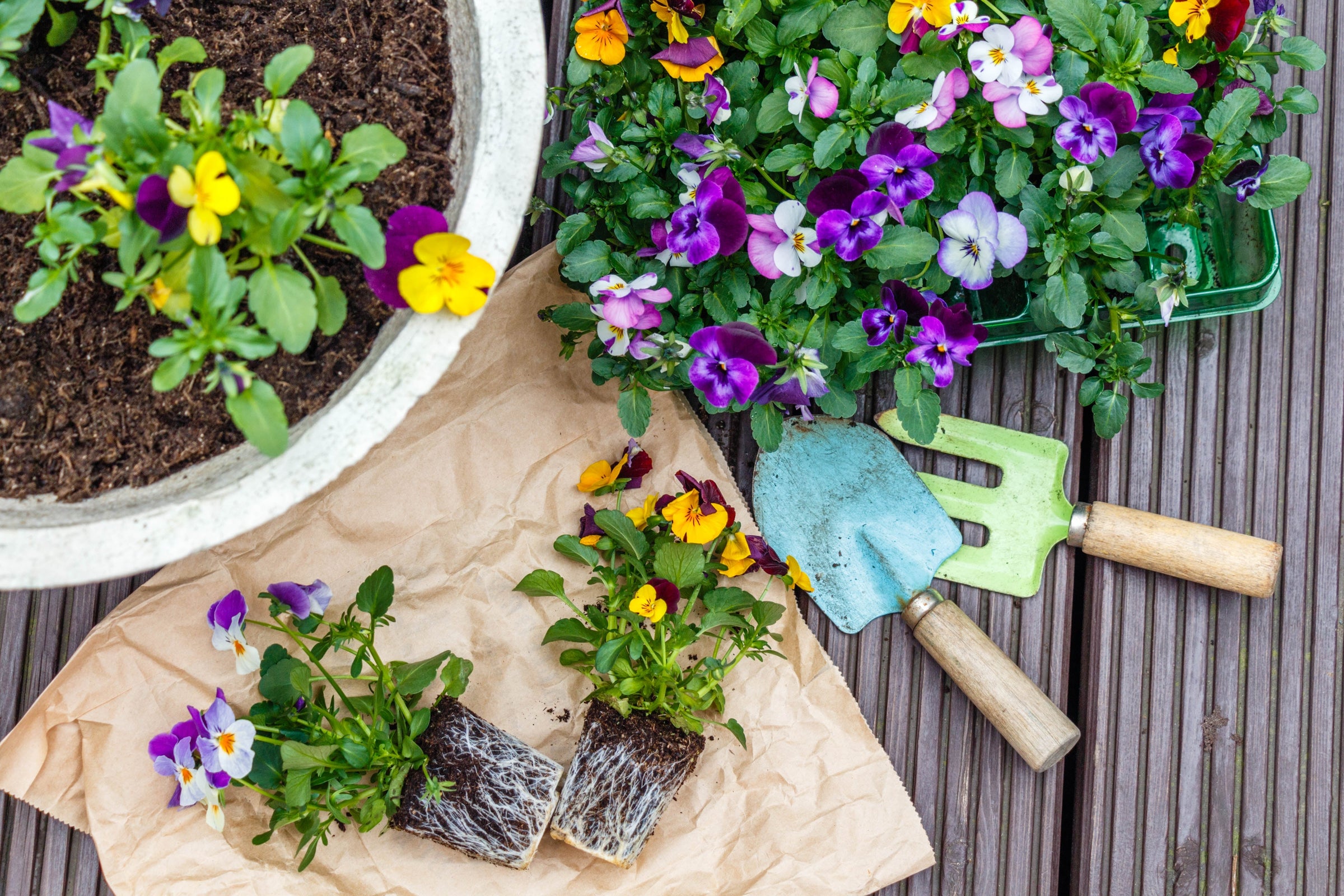 Bedding Plants