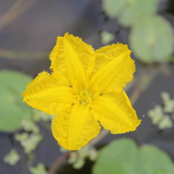 Acqua Garden Deep Water Water Fringe, Nymphoides Peltata