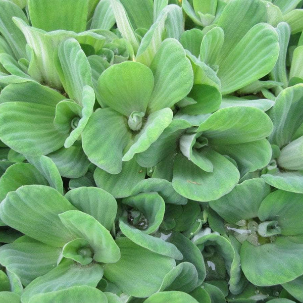 Acqua Garden Floating Water Lettuce, Pistia Stratiotes