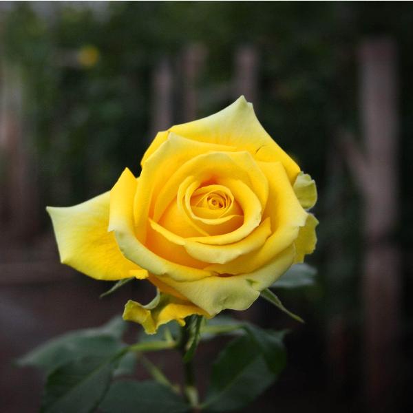 Acqua Garden Flowers Rose 'Arthur Bell'