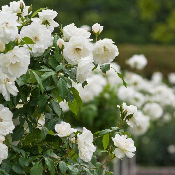 Acqua Garden Flowers Rose 'Margaret Merrill'