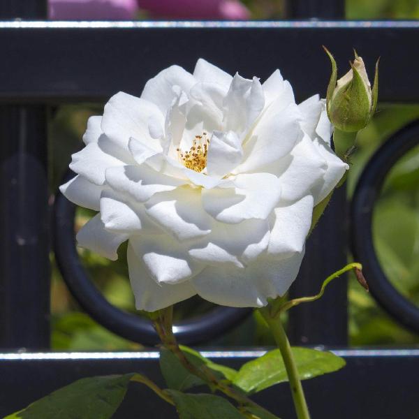 Acqua Garden Flowers Rose 'Margaret Merrill'