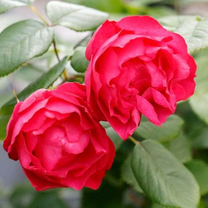 Acqua Garden Flowers Rose 'Mother's Day'