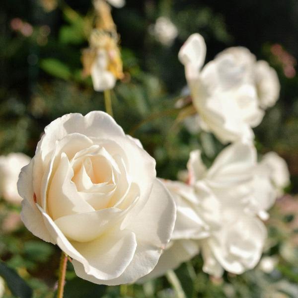 Acqua Garden Flowers Rose 'Silver Anniversary'