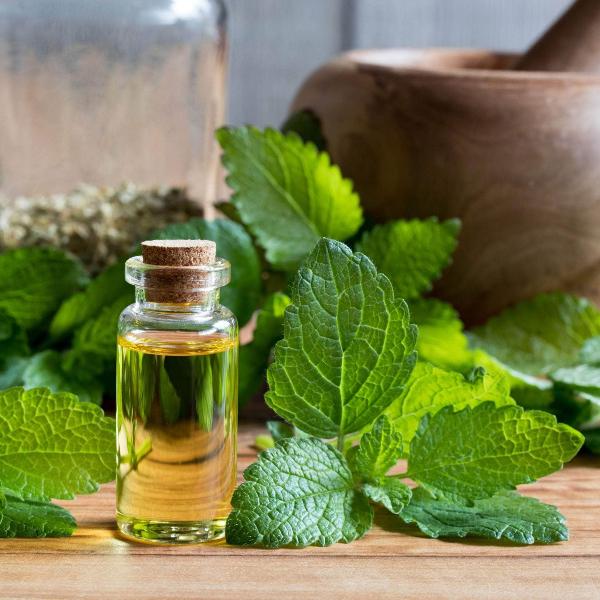 Acqua Garden Herbs & Spices Lemon Balm