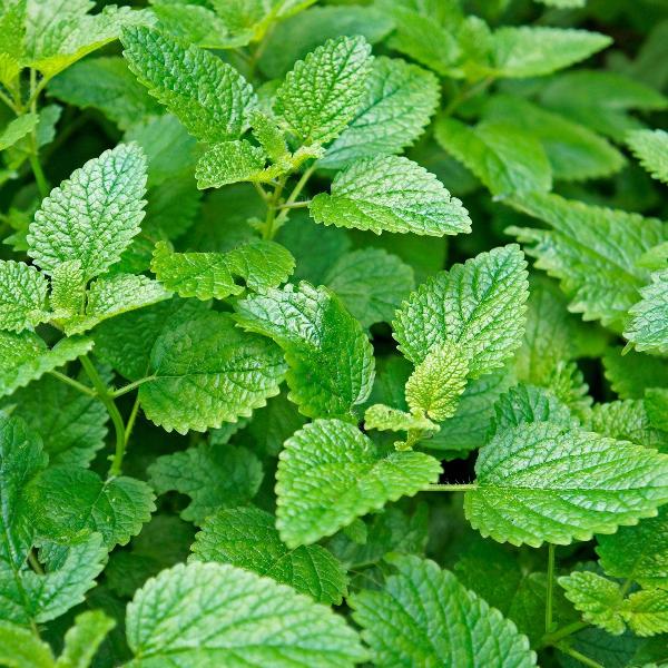 Acqua Garden Herbs & Spices Lemon Balm