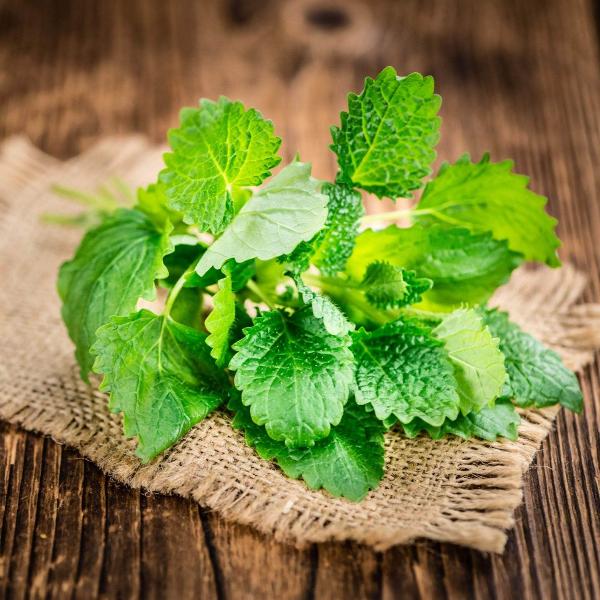 Acqua Garden Herbs & Spices Lemon Mint
