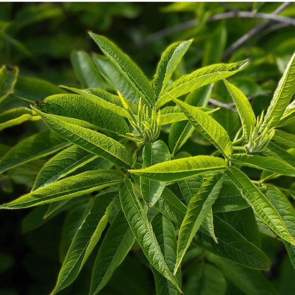 Acqua Garden Herbs & Spices Lemon Verbena