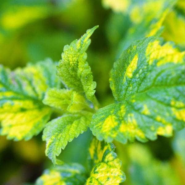 Acqua Garden Herbs & Spices Variegated Lemon Balm