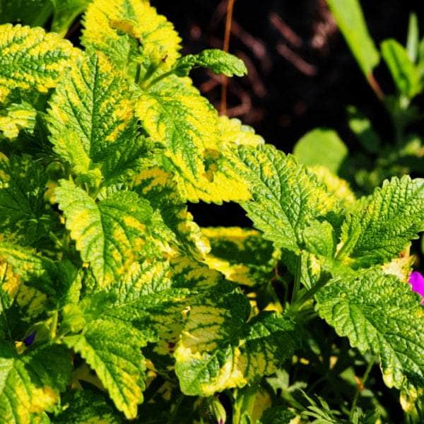 Acqua Garden Herbs & Spices Variegated Lemon Balm