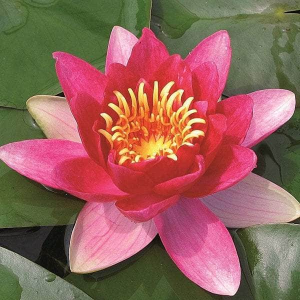 Acqua Garden Lily 1 x 3 Litre Pot Lily, Nymphaea 'Vesuve'