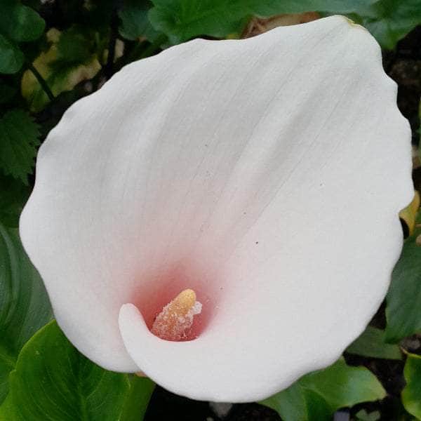Acqua Garden Marginal 1x 3 Litre Pot Arum Lily, Zantedeschia Aethiopica 'Marshmallow'