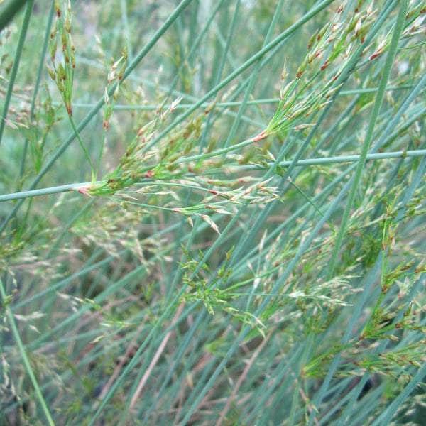 Acqua Garden Marginal 1 x 1 Litre Pot Hard Rush, Juncus Inflexus