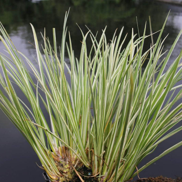 Acqua Garden Marginal Variegated Slender Sweet Flag, Acorus Gramineus Variegatus