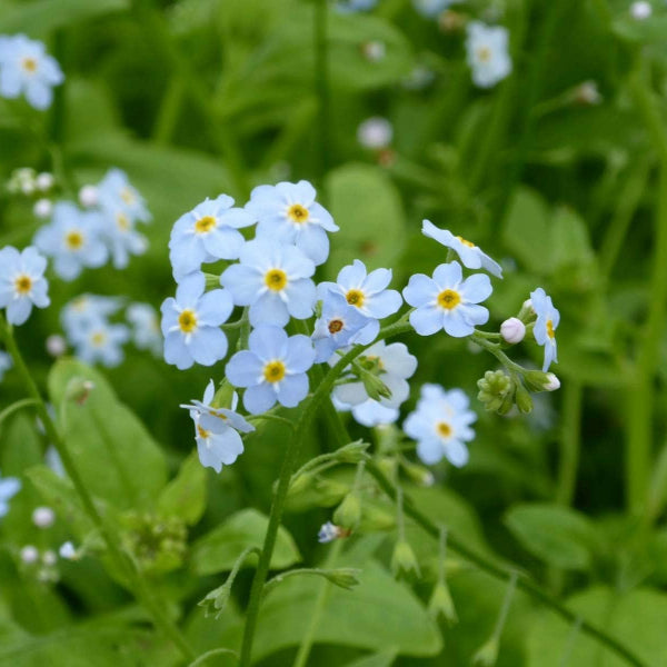 Acqua Garden Marginal Water Forget-Me-Nots, Myosotis Scorpioides