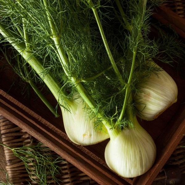 Acqua Garden Outdoor Plants Fennel