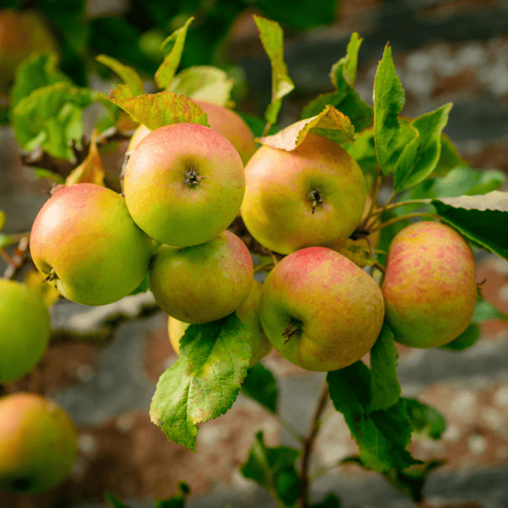 Acqua Garden Plants Apple 'Self Fertile' Cox Tree