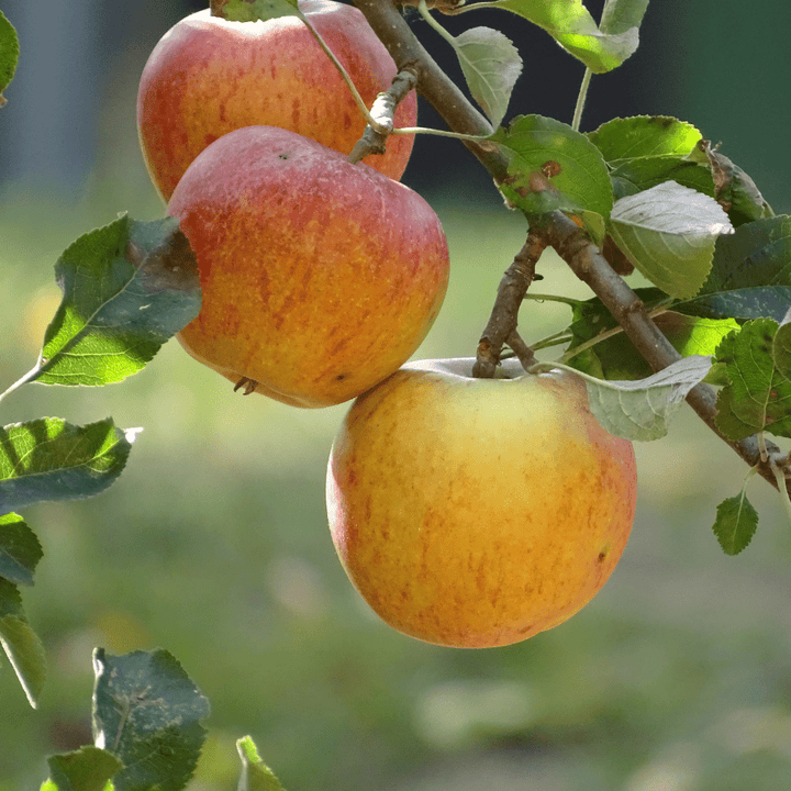 Acqua Garden Plants Apple 'Self Fertile' Cox Tree