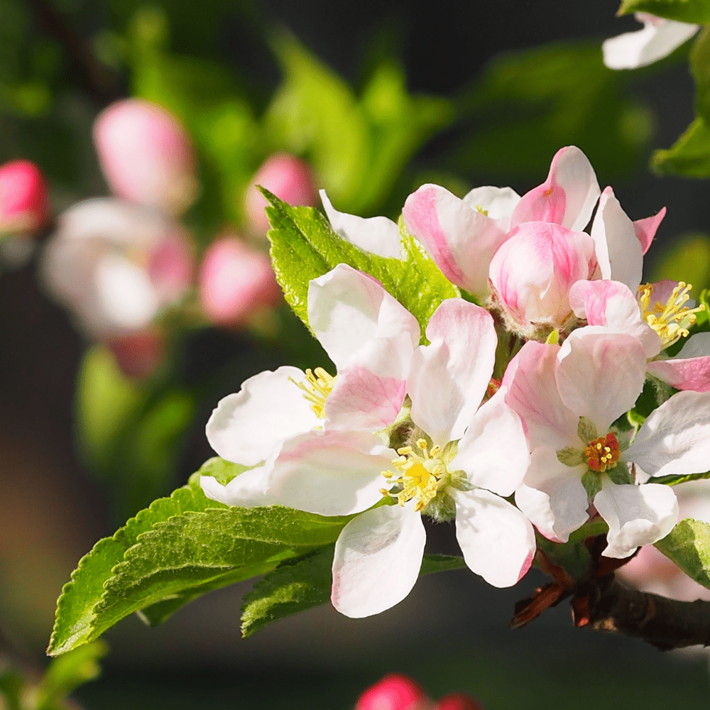 Acqua Garden Plants Apple 'Self Fertile' Cox Tree