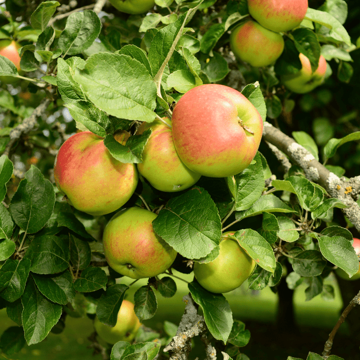 Acqua Garden Plants Apple 'Self Fertile' Cox Tree
