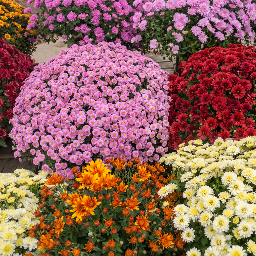 Acqua Garden Plants Chrysanthemum 'Mixed'