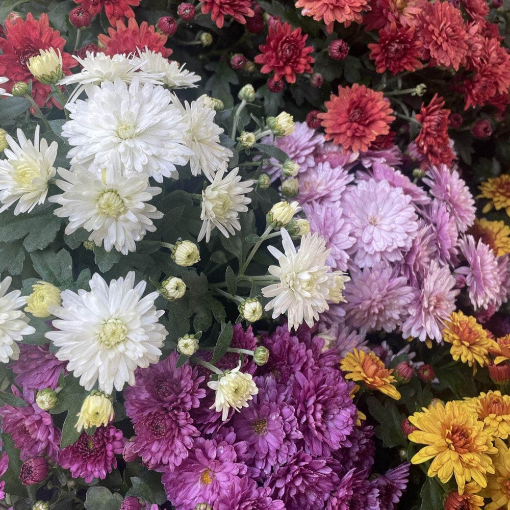 Acqua Garden Plants Chrysanthemum 'Mixed'