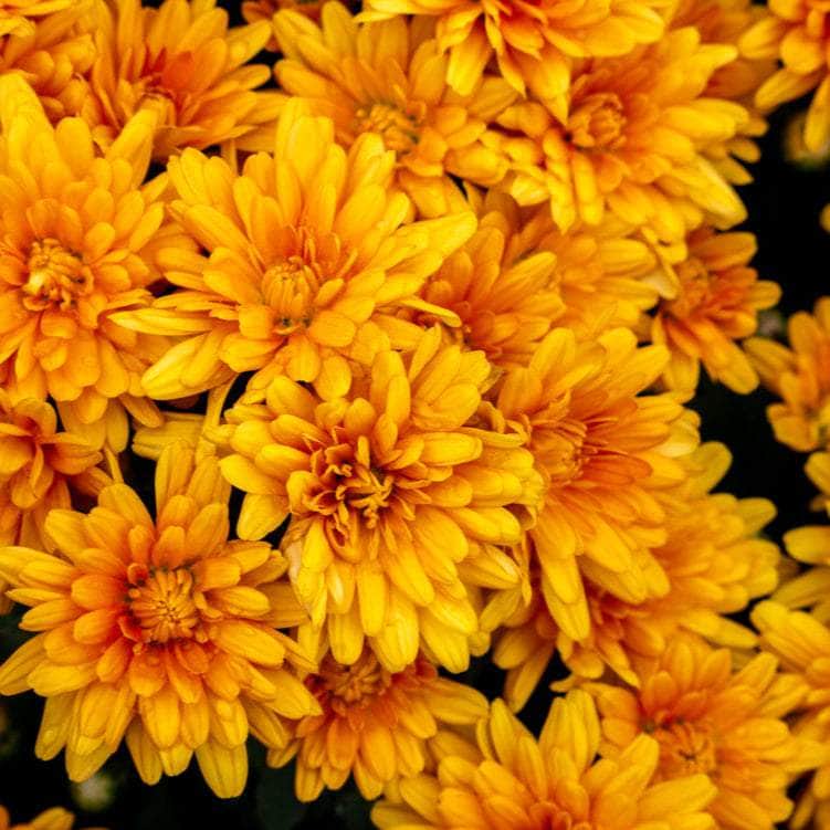Acqua Garden Plants Chrysanthemum 'Orange'