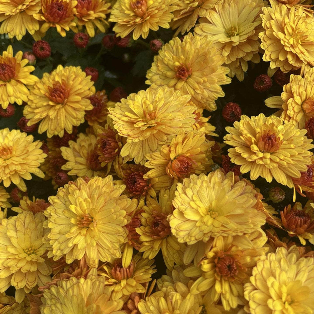 Acqua Garden Plants Chrysanthemum 'Orange'