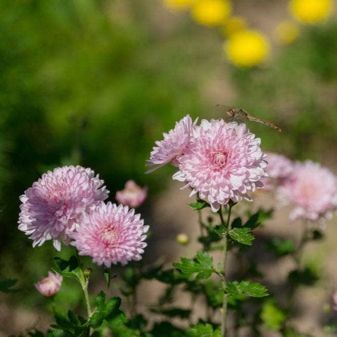 Acqua Garden Plants Chrysanthemum 'Pink'