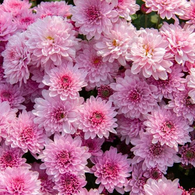 Acqua Garden Plants Chrysanthemum 'Pink'