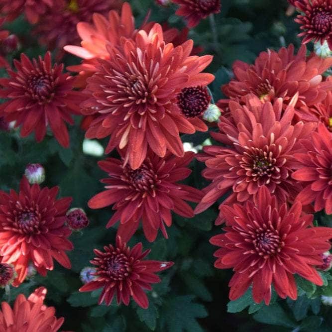 Acqua Garden Plants Chrysanthemum 'Red'