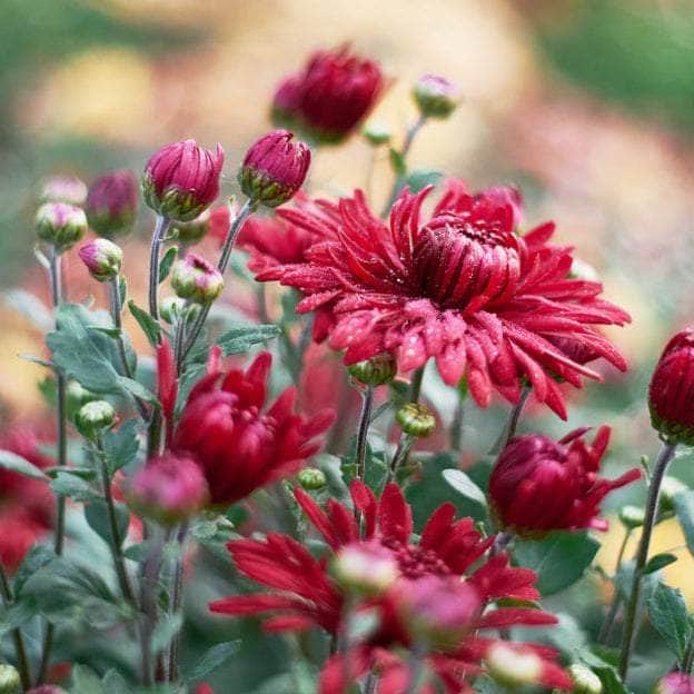 Acqua Garden Plants Chrysanthemum 'Red'