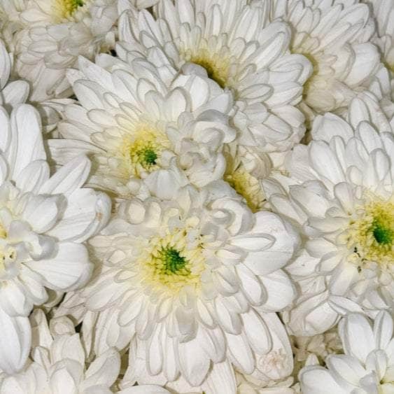 Acqua Garden Plants Chrysanthemum 'White'
