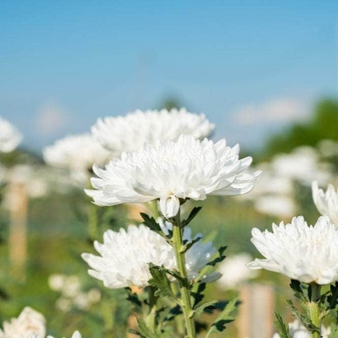 Acqua Garden Plants Chrysanthemum 'White'