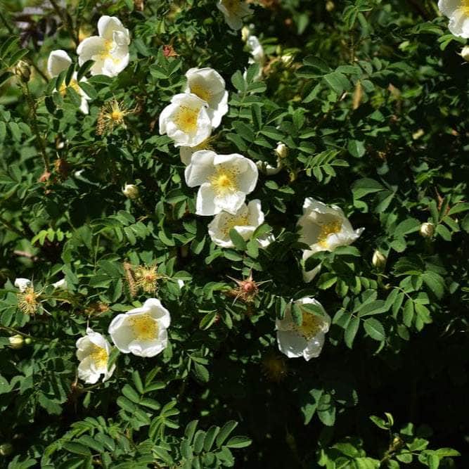 Acqua Garden Rosa Rugosa 'Alba'