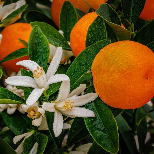 Acqua Garden Trees Mandarin Tree
