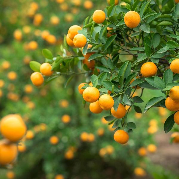 Acqua Garden Trees Mandarin Tree