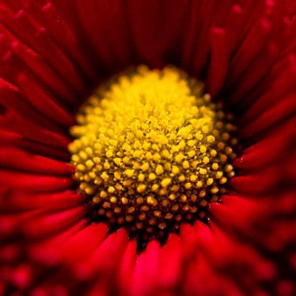 AcquaGarden Bellis Daisy 'Red'