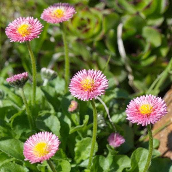 AcquaGarden Bellis Daisy 'Rose'