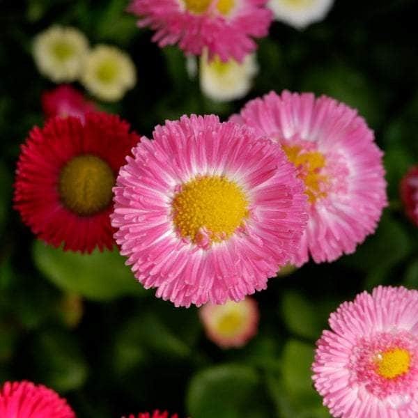 AcquaGarden Bellis Daisy 'Rose'
