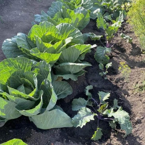 AcquaGarden Cabbage 'Stonehead Round’