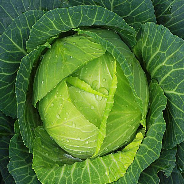 AcquaGarden Cabbage 'Stonehead Round’